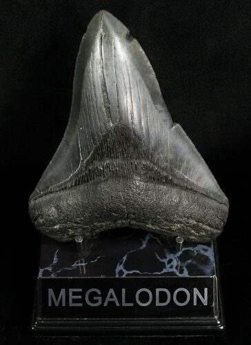 South Carolina Megalodon Tooth #6313